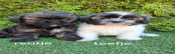 Malshi honden te koop: Zeer mooie speelse boomer pups.  - Advertentie 1