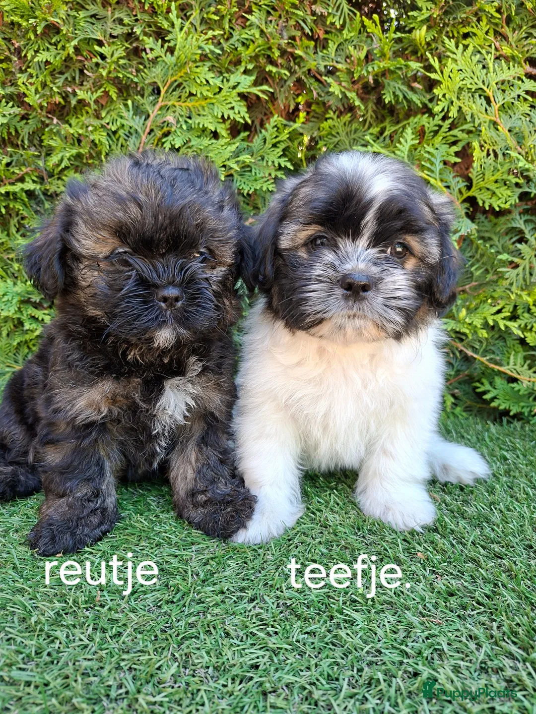 Malshi honden te koop: Zeer mooie speelse boomer pups.  - Advertentie 1