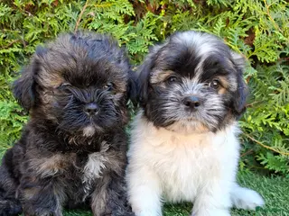Malshi honden Zeer mooie speelse boomer pups. - Advertentie 16