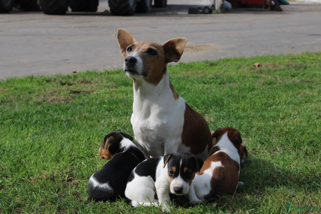 Jack Russel Terriër honden te koop: Jack russel - Advertentie 11