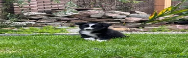Australian Shepherd 5