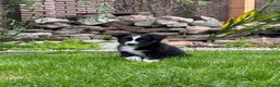 Australian Shepherd honden te koop: Aussie pups - Advertentie 17