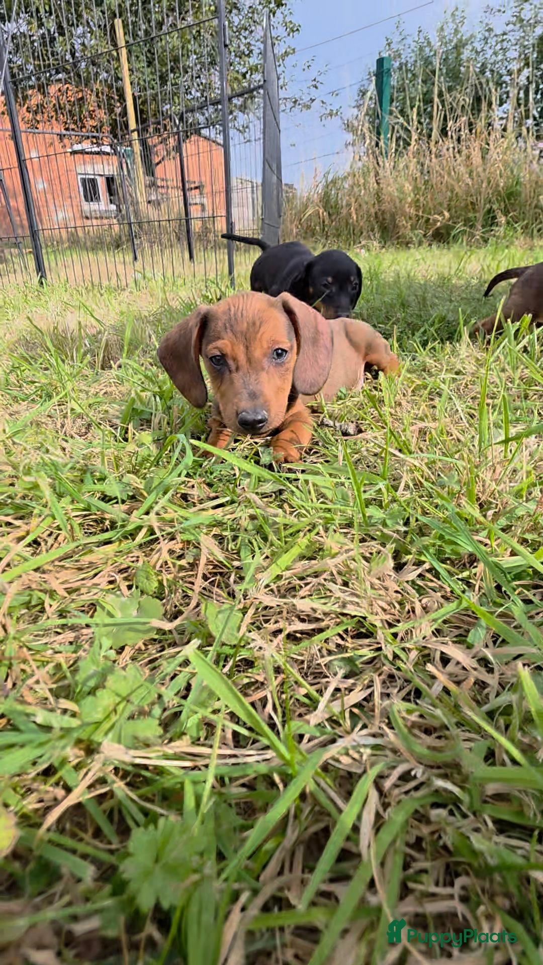 Dwergteckel honden te koop: Dwergteckel Korthaar pups België - Advertentie 2
