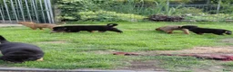 Kruising honden te koop: Rottweiler x moskovitische waakhond in De Westereen - Advertentie 5
