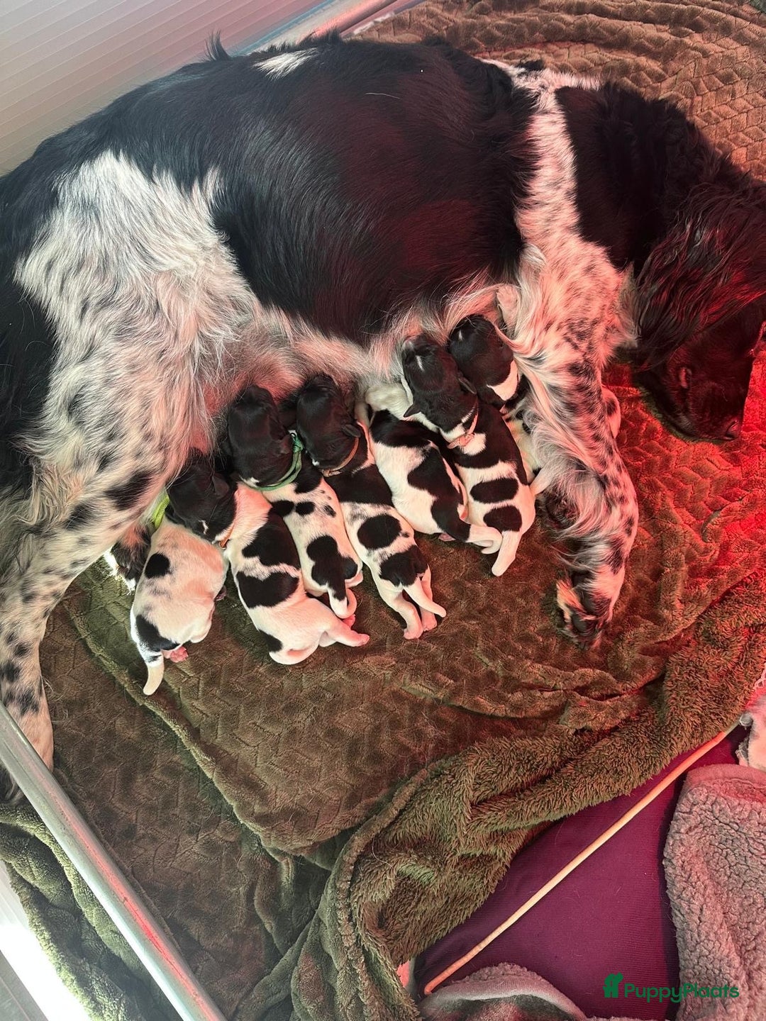 Friese Stabij honden te koop: Puppies Friese Stabij - Advertentie 1