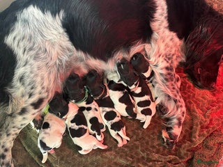 Friese Stabij honden Puppies Friese Stabij - Advertentie 5