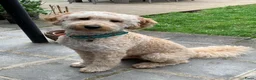 Goldendoodle honden te koop: Goldendoodle Pups verwacht 09/06 - Advertentie 11