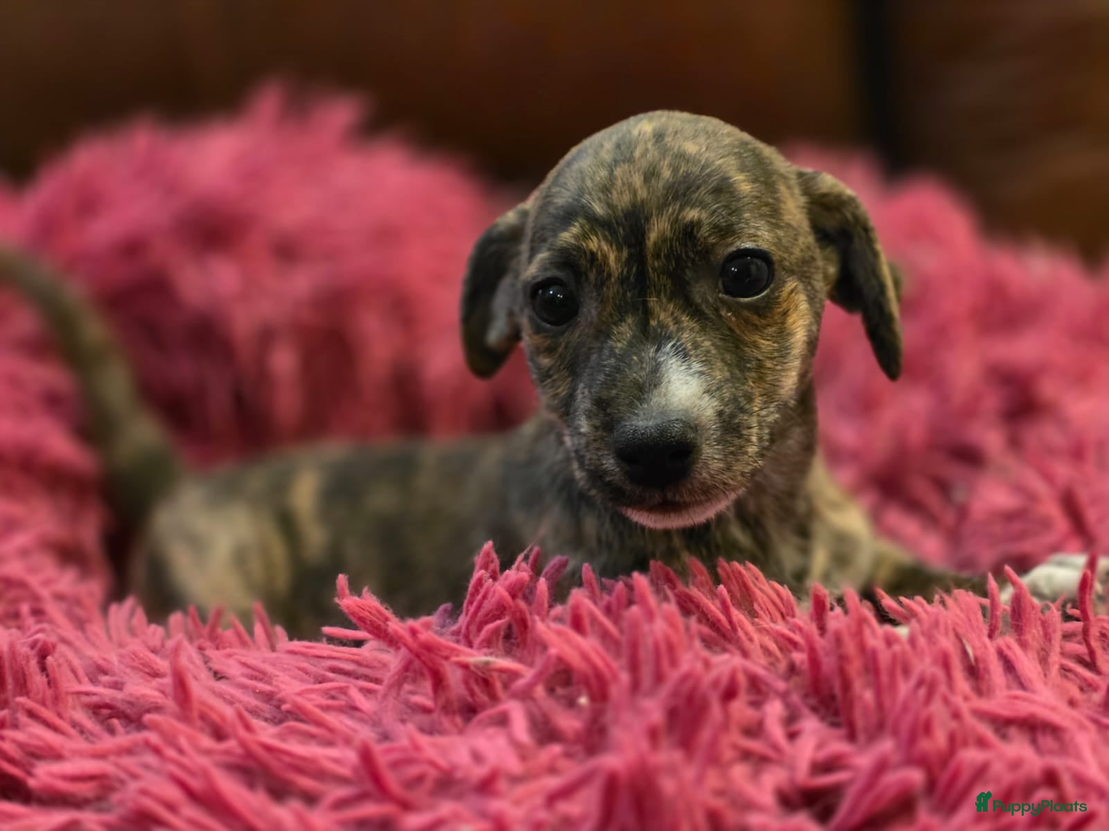 Jack Russel Terriër honden te koop: Schitterde Jack Russell pups in Nieuwdorp - Advertentie 4