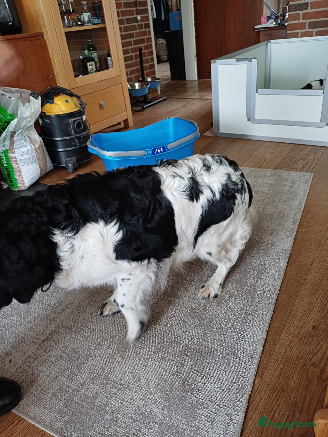 Friese Stabij honden te koop: Te koop 3 Friese stabij reutjes - Afbeelding 13