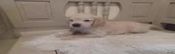 Golden Retriever honden te koop: Golden Retriever pup met stamboom - Advertentie 12
