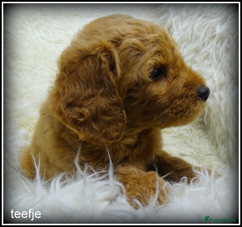 Labradoodle honden Labradoodle F4 pups medium. - Advertentie 1
