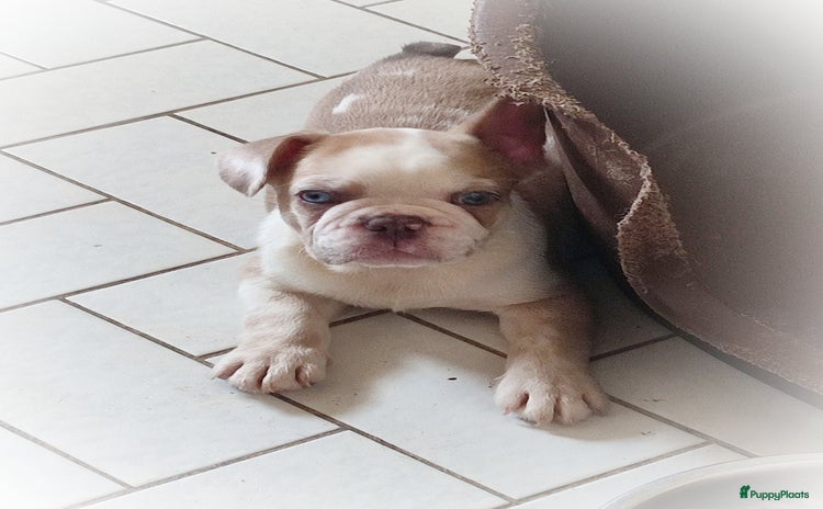 Franse Bulldog honden - Advertentie 3