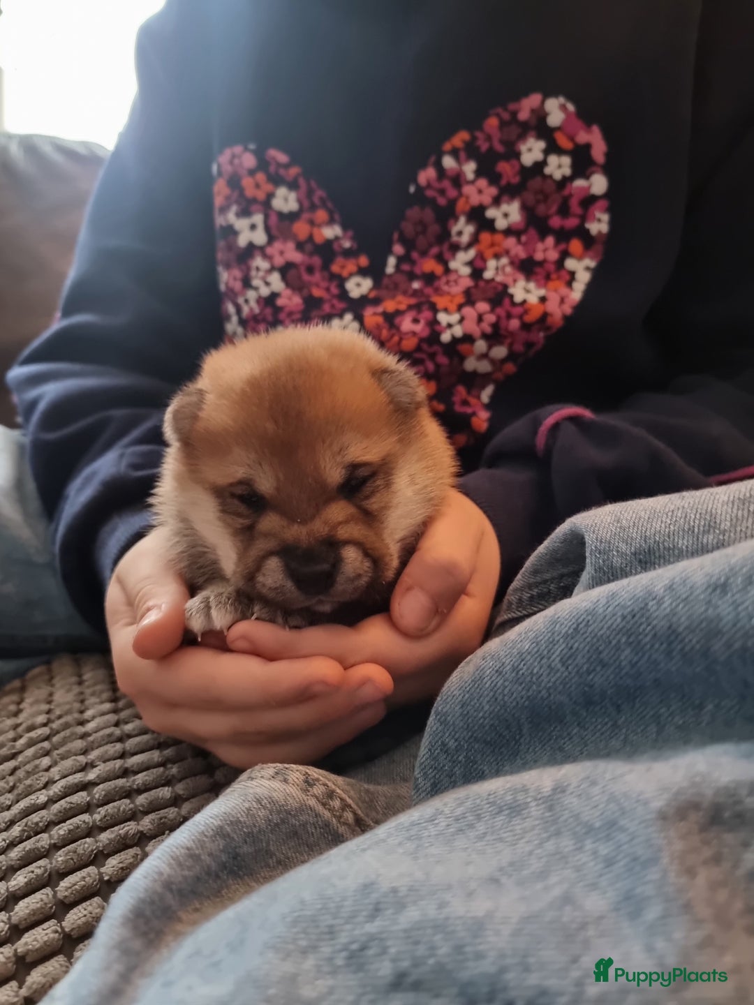 Shiba honden te koop: Shiba inu pups met f.c.i stamboom  - Advertentie 11