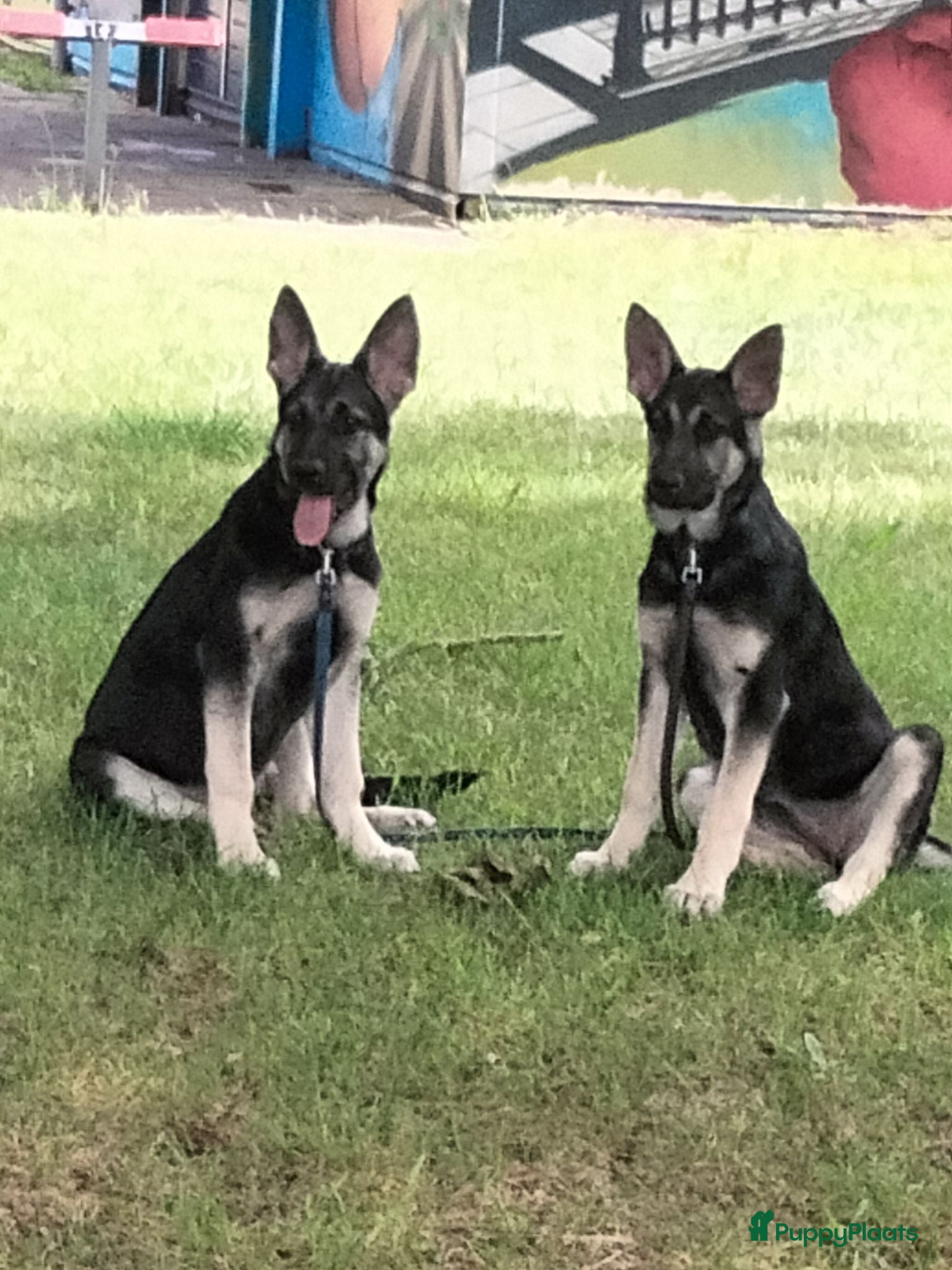Duitse Herder honden Prachtige Oost Europese herder pups met Stamboom - Advertentie 1