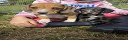 Teckel (korthaar)  honden te koop: Dwergteckel reu en teefje zoeken nieuw huisje - Advertentie 5