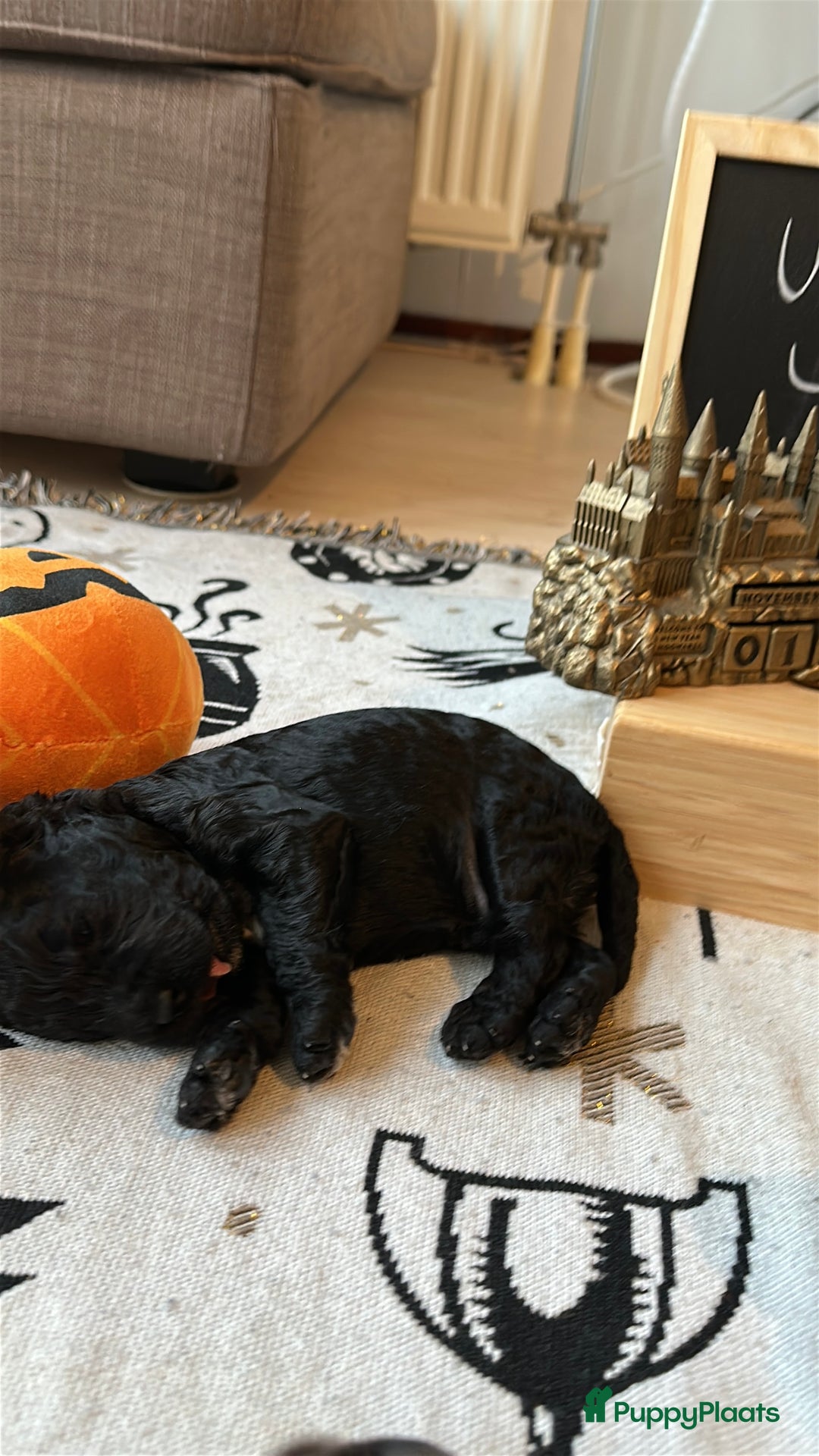 Cockapoo honden te koop: Health-Checked Mini Cockapoo Litter - Advertentie 24