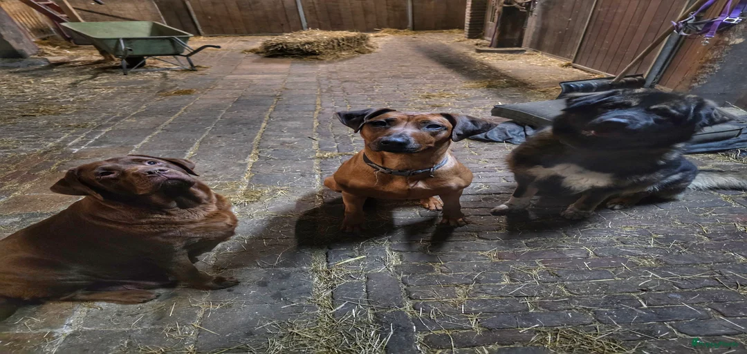 Galerij afbeelding {{count}}