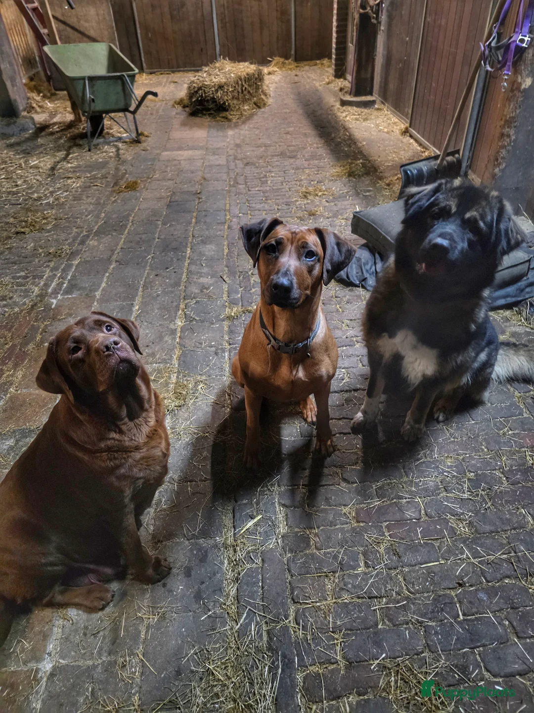 Galerij afbeelding {{count}}