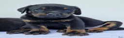 Kruising honden te koop: Kruising bullador x labrador - Advertentie 7