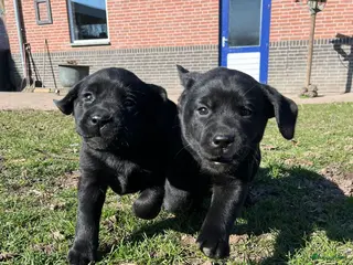 Labrador Retriever honden Labrador Retriever pups - Advertentie 1
