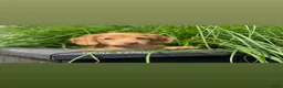 Teckel (langhaar) honden te koop: Mooie langharige kleurrijke teckel pups - Advertentie 1