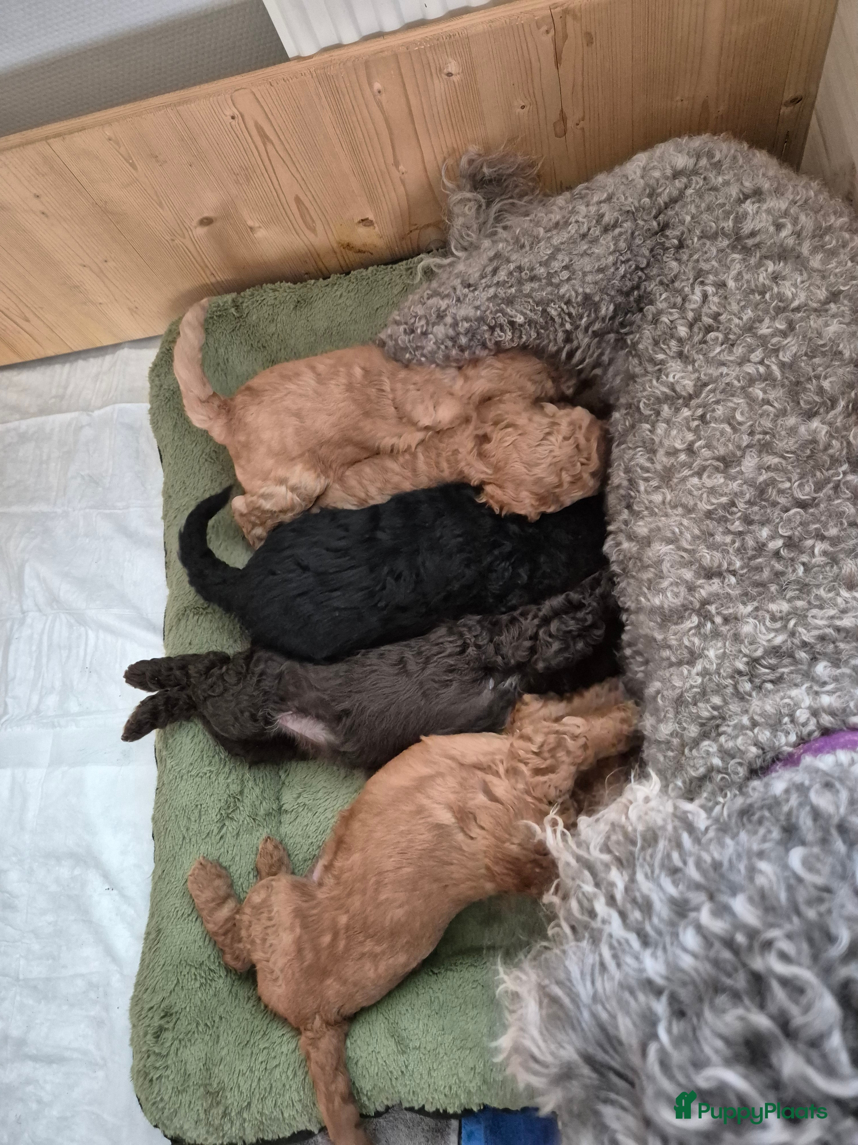 Kruising honden Labradoodle pups medium multigen (geb. 17 jan 2026 - Advertentie 2