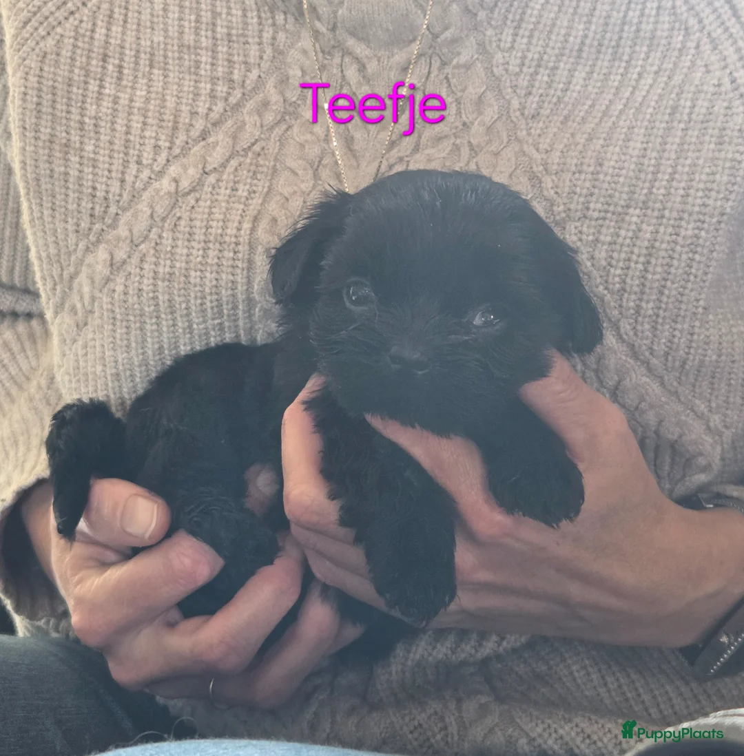 Boomer honden te koop: Nog 6 prachtige boomer pups beschikbaar  - Advertentie 7