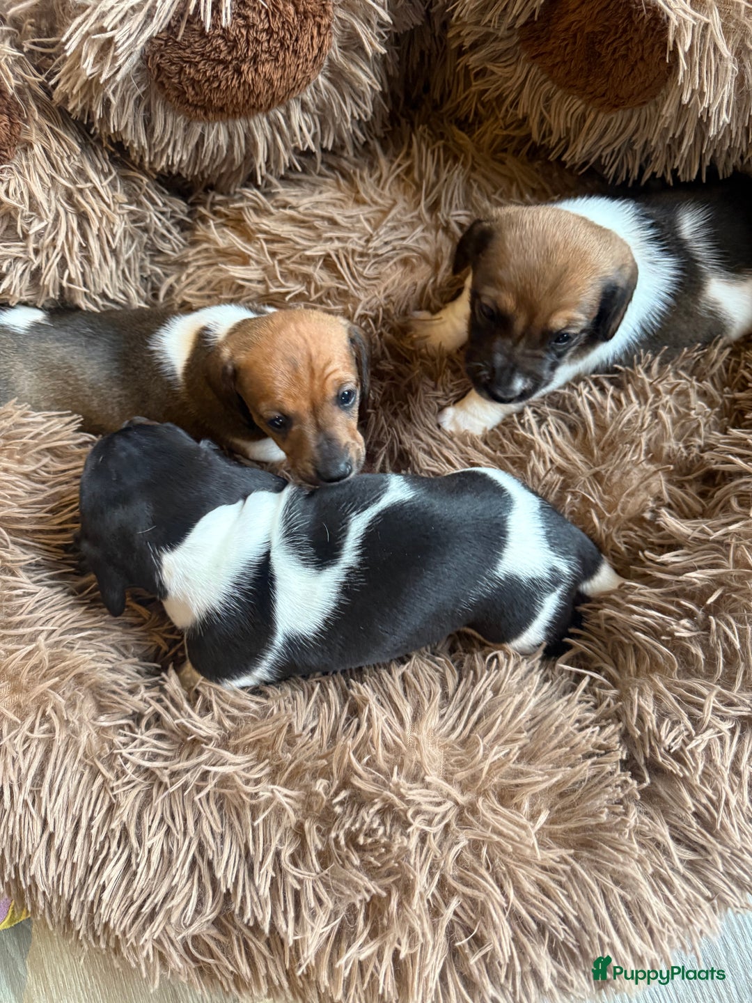 Teckel (korthaar)  honden te koop: Piebald dwergteckel pups - Advertentie 22