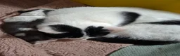 Shih Tzu honden te koop: Shih tzu pups  - Advertentie 8