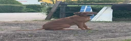 Rhodesian Ridgeback honden te koop: Prachtige Rhodesian Ridgeback pups - Advertentie 2