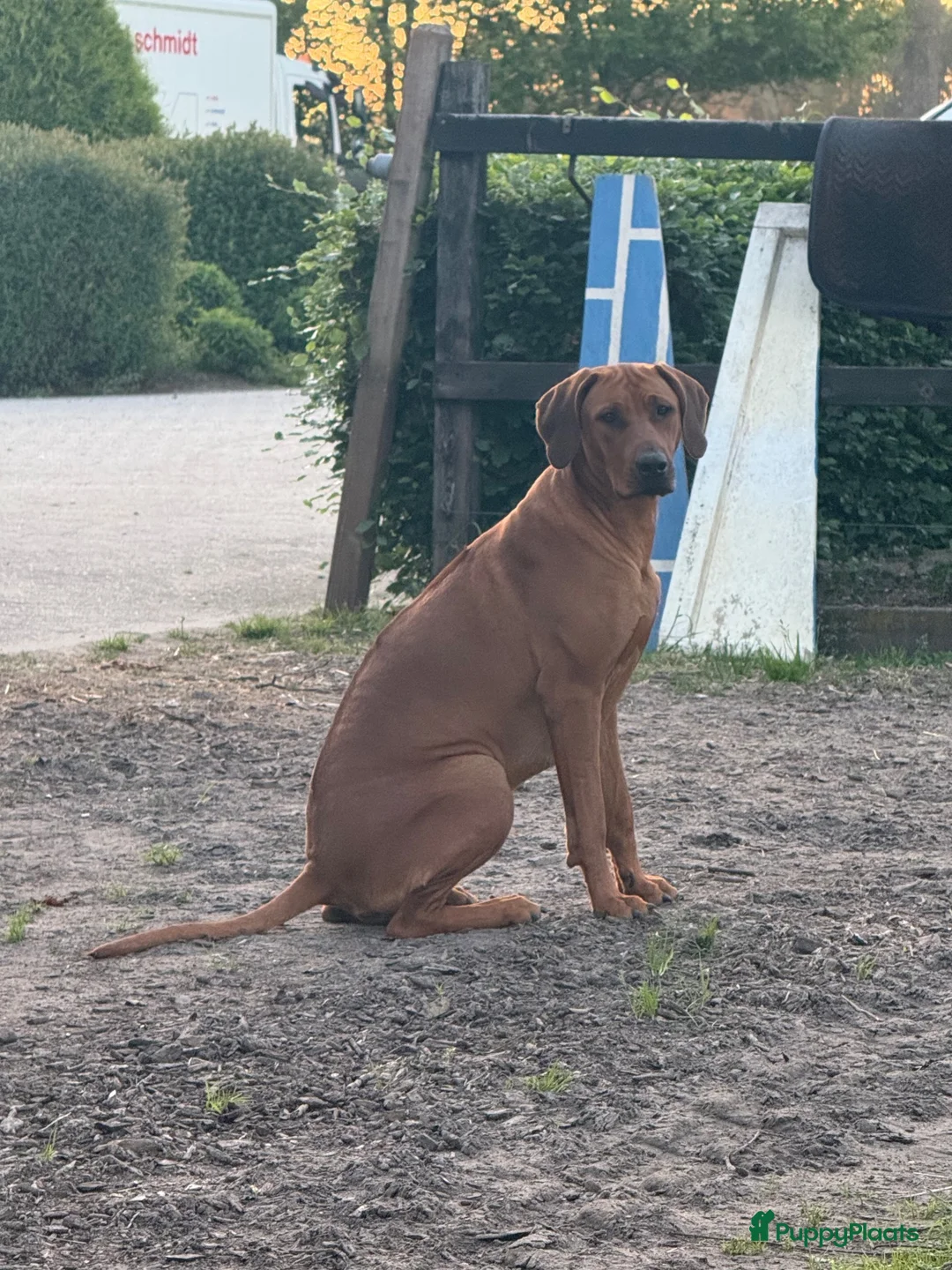 Rhodesian Ridgeback honden te koop: Prachtige Rhodesian Ridgeback pups - Advertentie 2