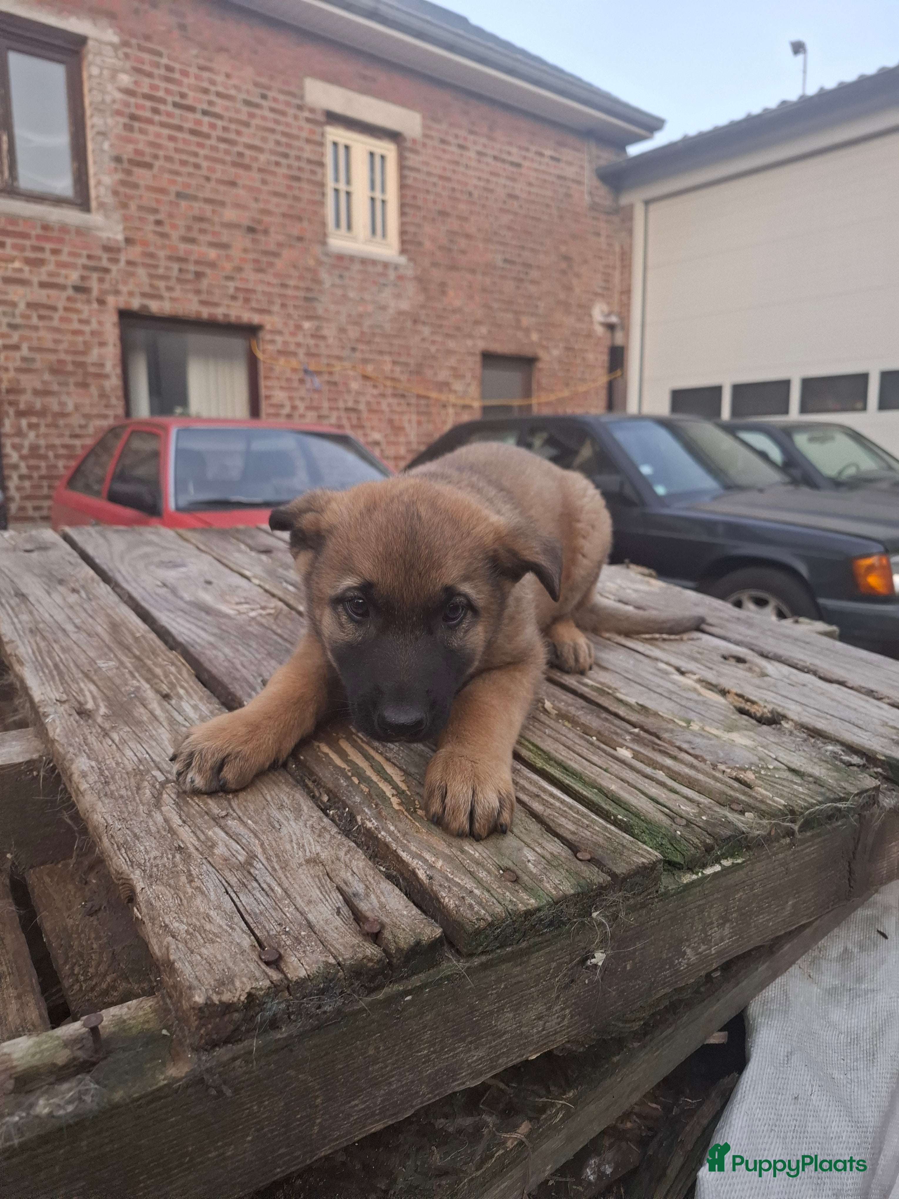 Kruising honden Mechelse x Duitse Herder pup 8 weken  - Advertentie 1