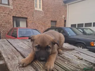 Kruising honden Mechelse x Duitse Herder pup 8 weken - Advertentie 1