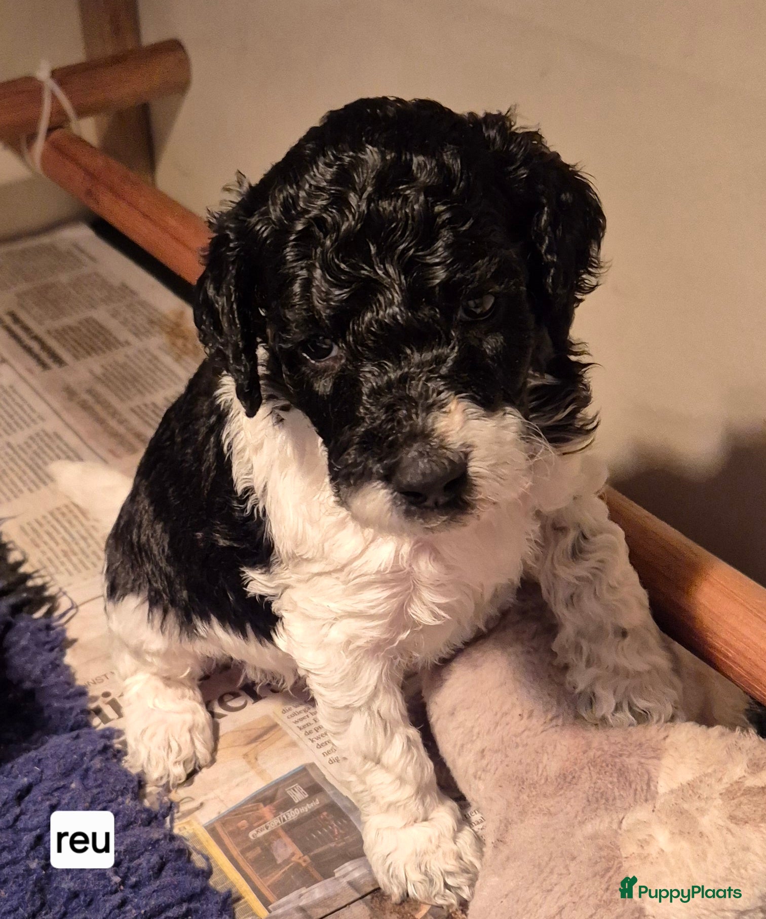 Poedel honden Schitterende Koningspoedel pups - Advertentie 8