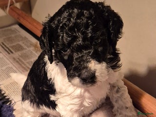 Poedel honden Schitterende Koningspoedel pups - Advertentie 1