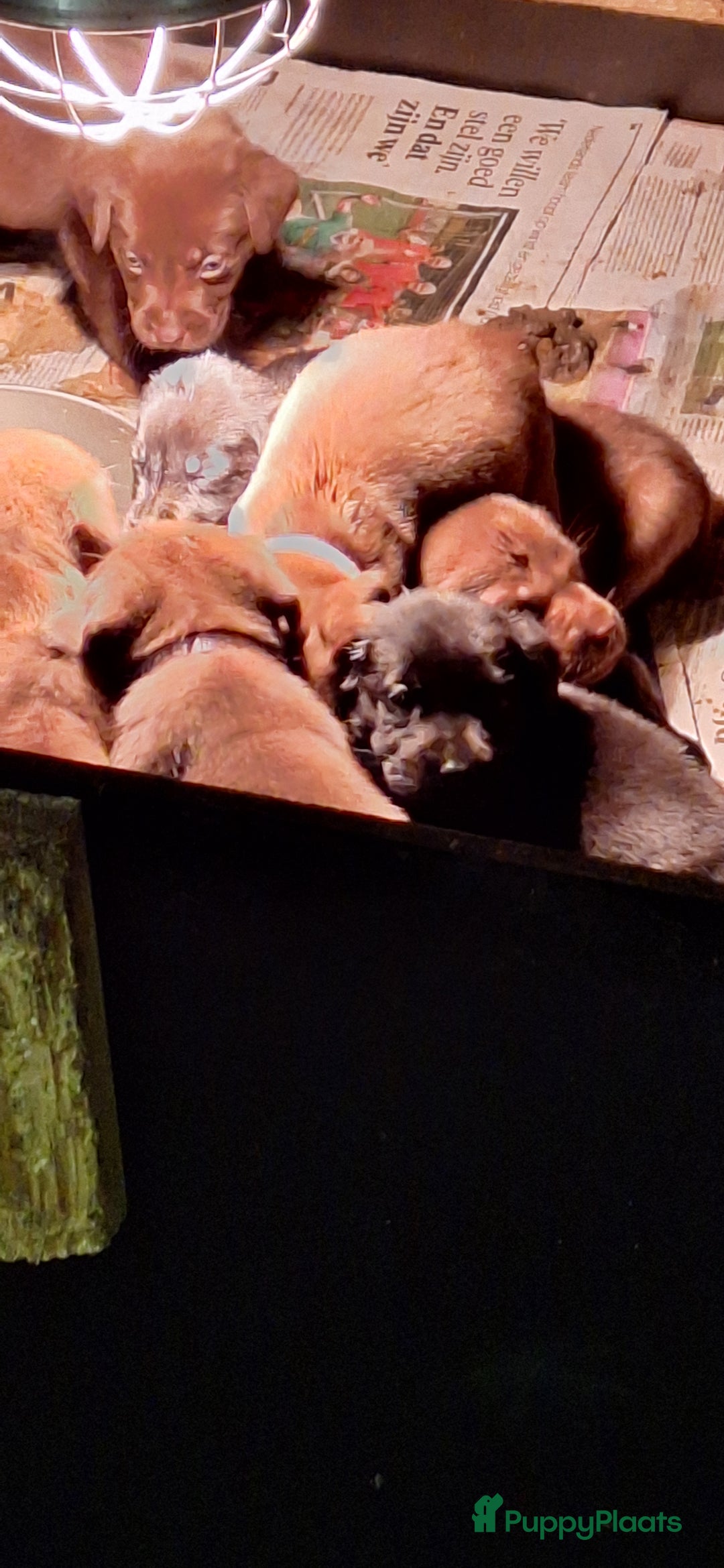 Labrador Retriever honden te koop: Raszuiver labrador pups mogen naar nieuw huisje  - Advertentie 4