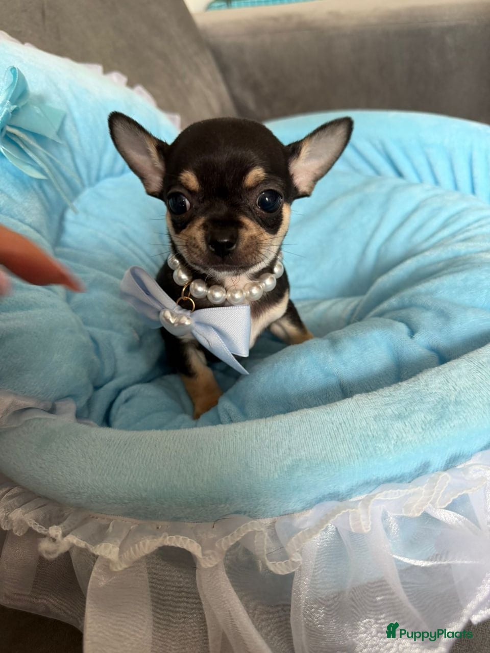 Chihuahua honden Chihuahua pup - Advertentie 5