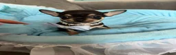 Chihuahua honden te koop: Chihuahua pup - Advertentie 1