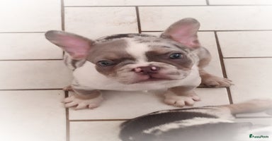 Franse Bulldog honden - Advertentie 8