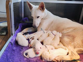 Zwitserse Witte Herdershond honden te koop: Zwitserse Witte Herder pups verwacht in februari - Advertentie 1