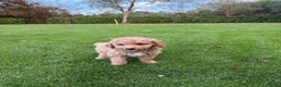 Labradoodle honden te koop: Dwergpoedel x Labradoodle pups - Advertentie 20