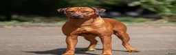 Rhodesian Ridgeback honden te koop: Prachtige Rhodesian Ridgeback pups met stamboom  - Advertentie 19