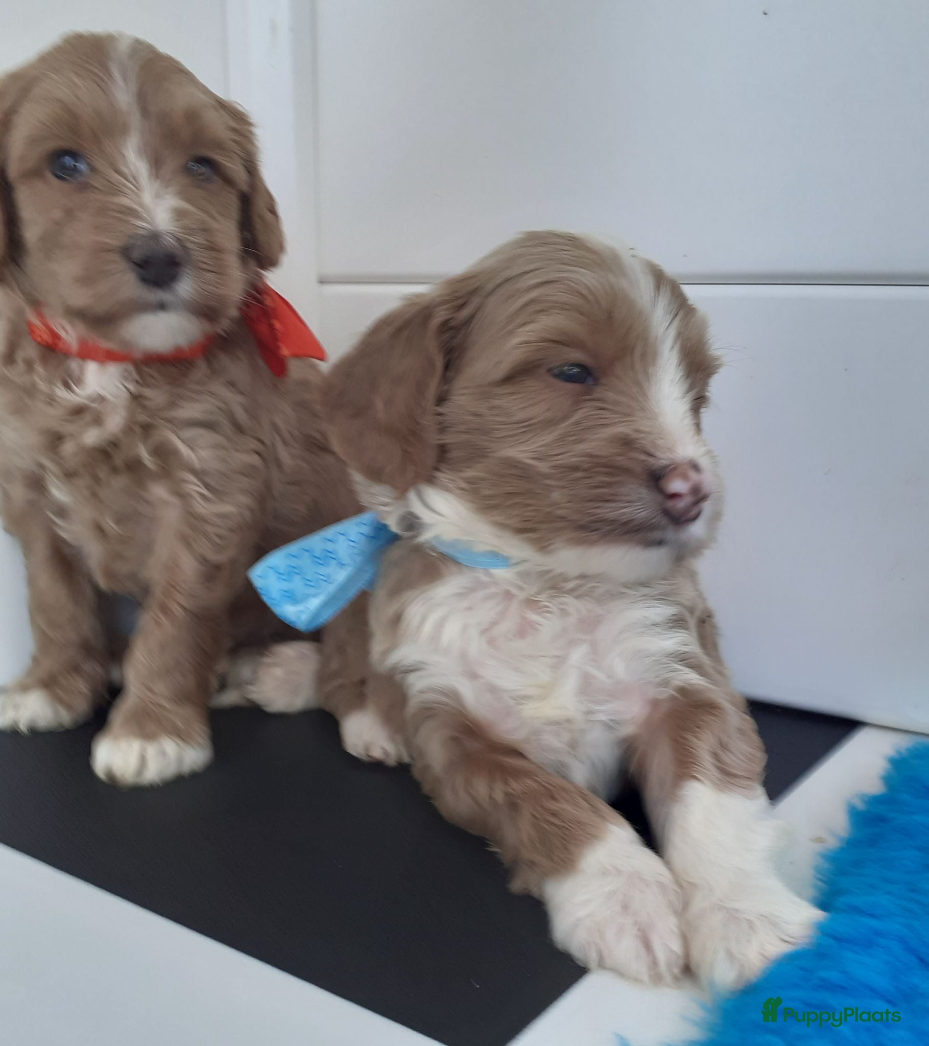 Australian Labradoodle honden Australian Labradoodle pups WALA stamboom  - Advertentie 2