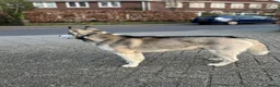 Siberische Husky honden ter dekking: Siberische Husky - Advertentie 3