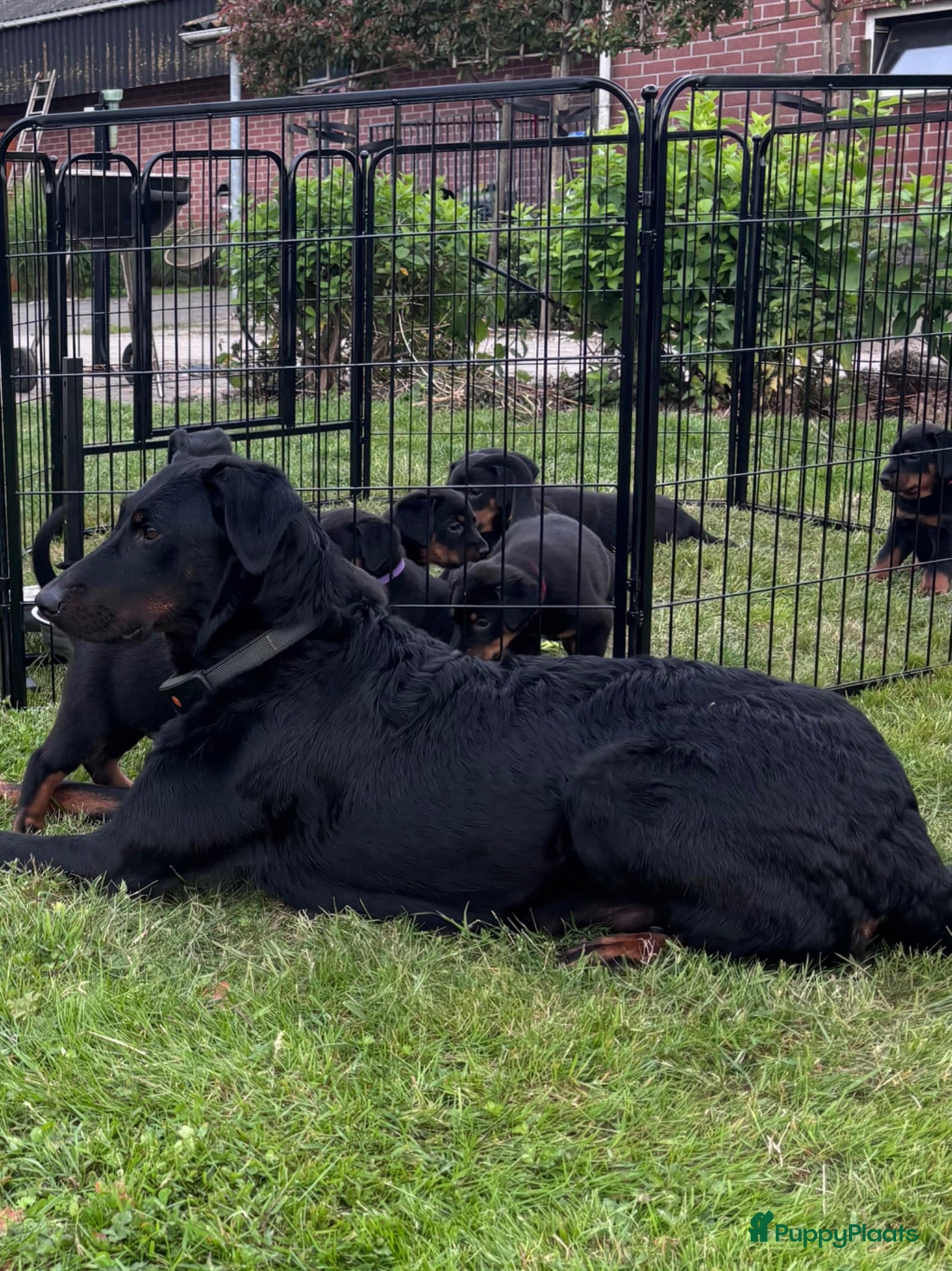 Beauceron honden Beauceron pups - Advertentie 1