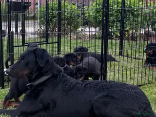 Beauceron honden Beauceron pups - Advertentie 10