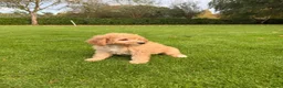 Labradoodle honden te koop: Dwergpoedel x Labradoodle pups - Advertentie 13
