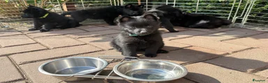 Schipperke Puppy 