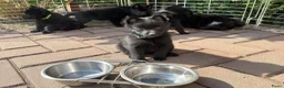 Schipperke honden te koop: Schipperkes pup - Advertentie 2
