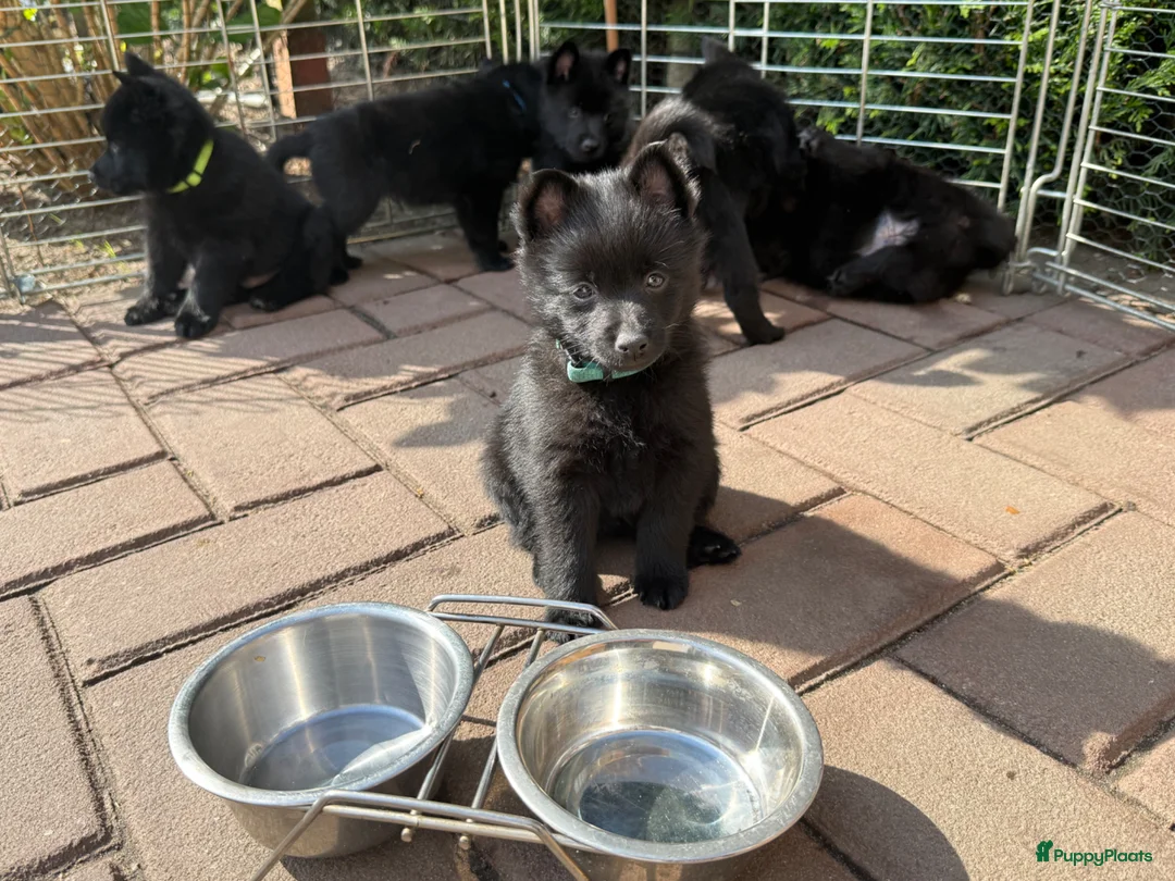 Schipperke honden te koop: Schipperkes pup - Advertentie 2